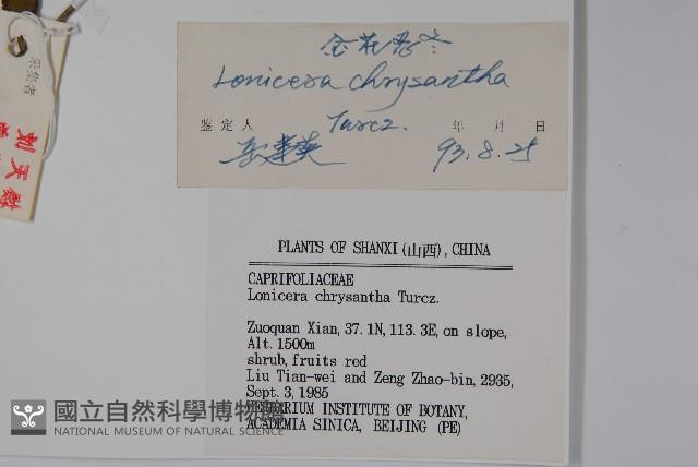 金花忍冬藏品圖，第2張