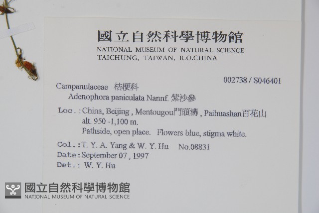 紫沙參藏品圖，第2張
