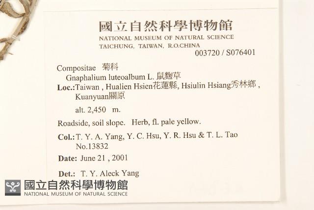 絲綿草藏品圖，第2張