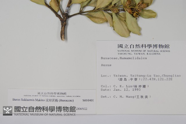 琉球黃楊藏品圖，第2張