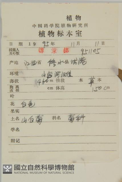 寬傘三褶葉紫菀藏品圖，第2張