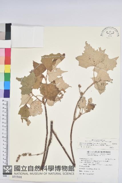 台灣白匏子藏品圖，第1張