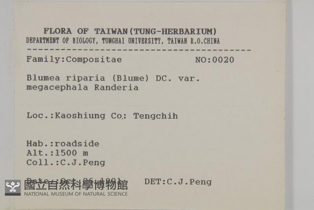 大頭艾納香藏品圖，第2張