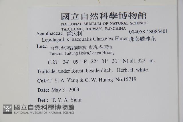 卵葉鱗球花藏品圖，第2張