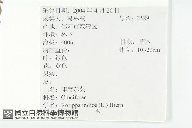 葶藶藏品圖，第2張