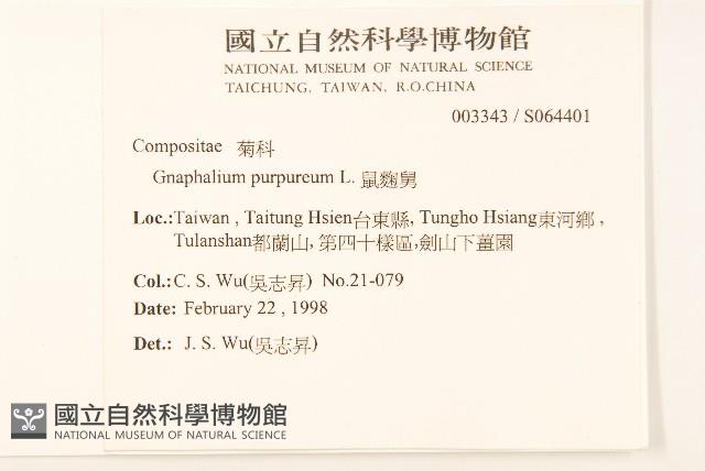 鼠麴舅藏品圖，第2張