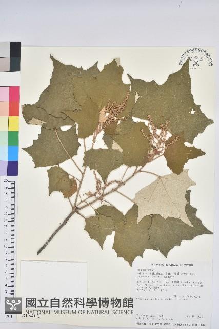 台灣白匏子藏品圖，第1張