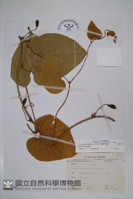 大葉馬兜鈴藏品圖，第1張