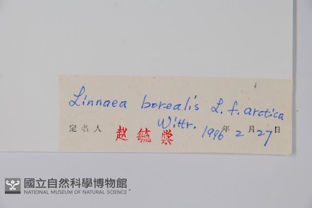 林奈木藏品圖，第2張