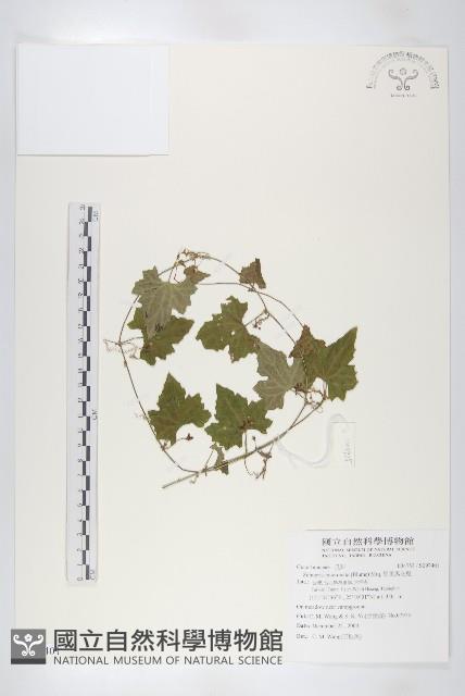 黑果馬交兒藏品圖，第1張