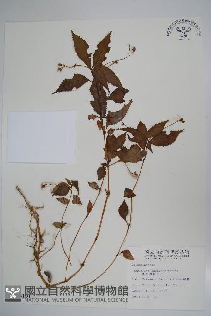 紫花鳳仙花藏品圖，第1張