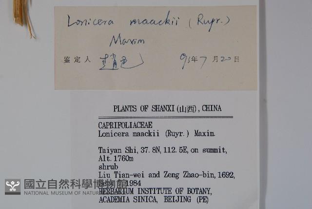 金銀忍冬藏品圖，第2張