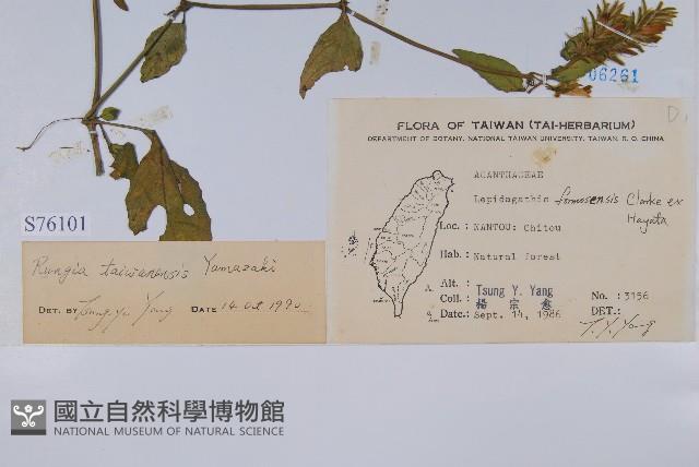 臺灣明萼草藏品圖，第2張