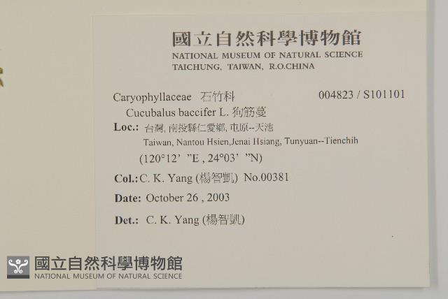 狗筋蔓藏品圖，第2張