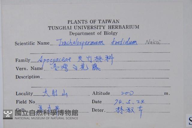 台灣白花藤藏品圖，第2張