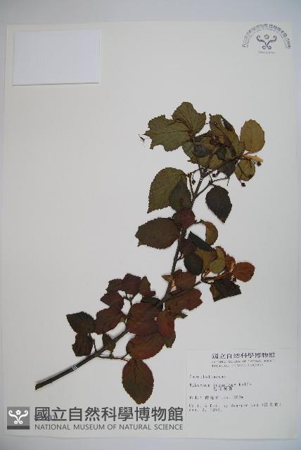 呂宋莢迷藏品圖，第1張