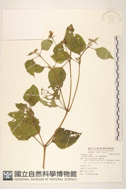 雙花蟛蜞菊藏品圖，第1張