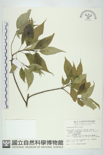 臺灣青莢葉藏品圖，第1張