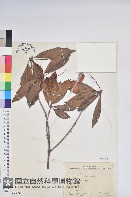 西施花、青紫木藏品圖，第1張