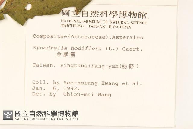 金腰箭藏品圖，第2張