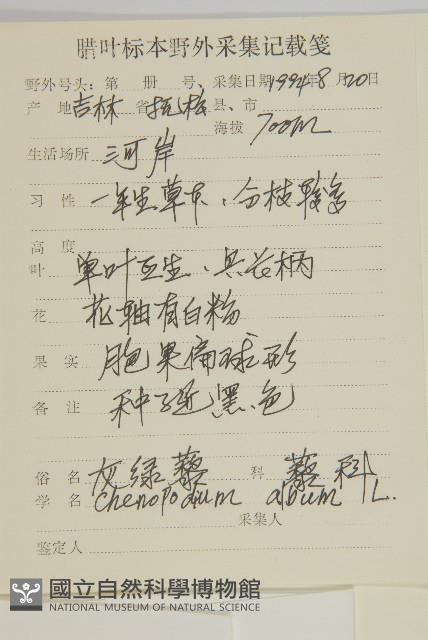 灰綠藜藏品圖，第2張