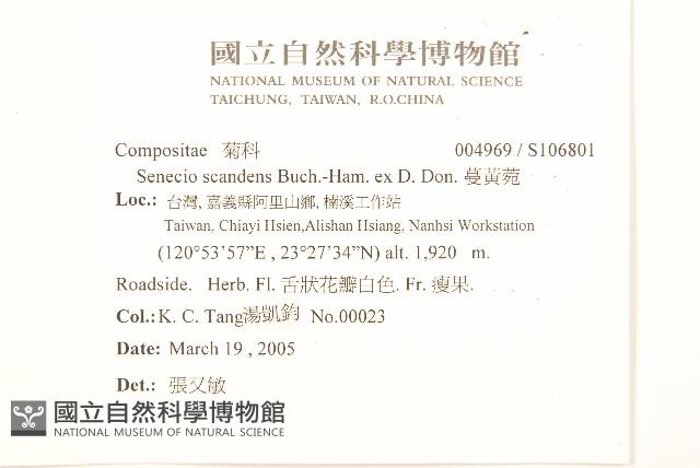 蔓黃菀藏品圖，第2張