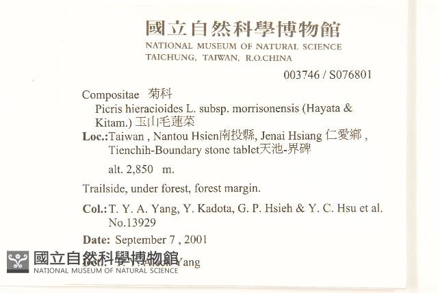 玉山毛蓮菜藏品圖，第2張