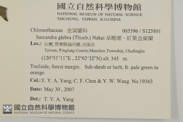 草珊瑚、紅果金粟蘭藏品圖，第2張