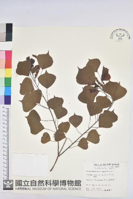 烏臼藏品圖，第1張