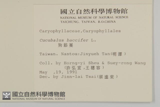 狗筋蔓藏品圖，第2張