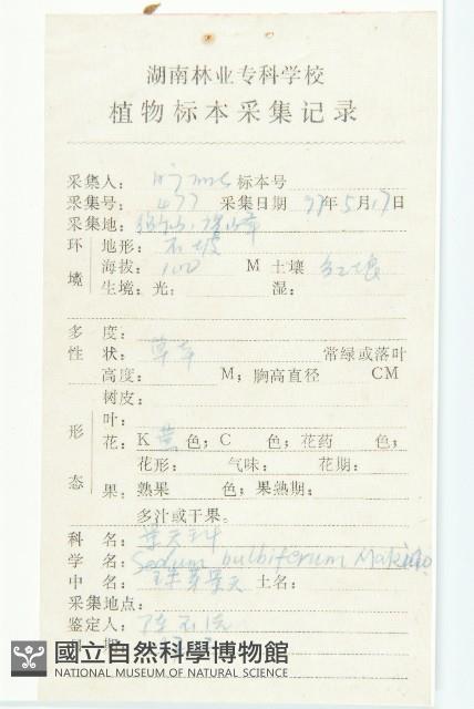 珠芽佛甲草藏品圖，第2張