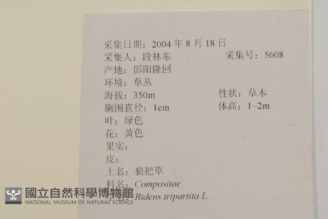 狼把草藏品圖，第2張