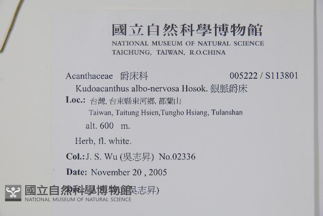 銀脈爵床藏品圖，第2張