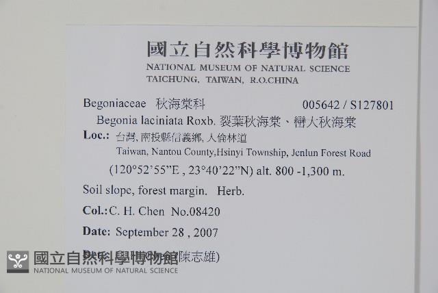 裂葉秋海棠、巒大秋海棠藏品圖，第2張