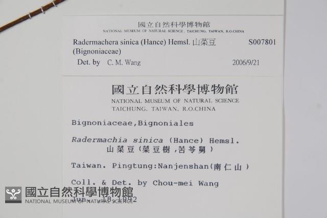 山菜豆藏品圖，第2張