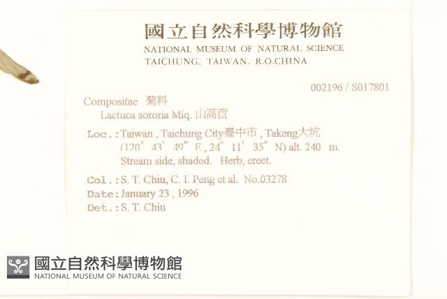 山萵苣藏品圖，第2張