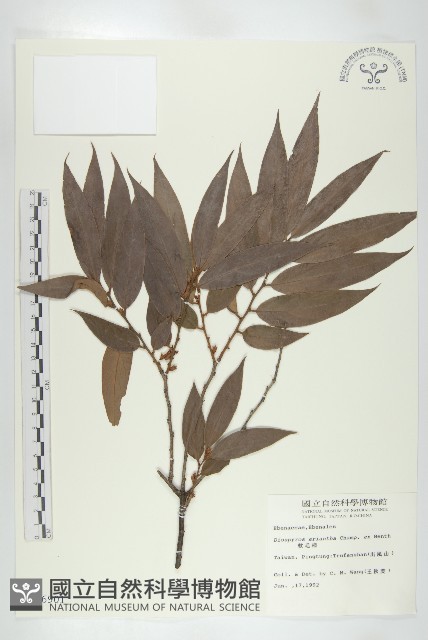 軟毛柿藏品圖，第1張