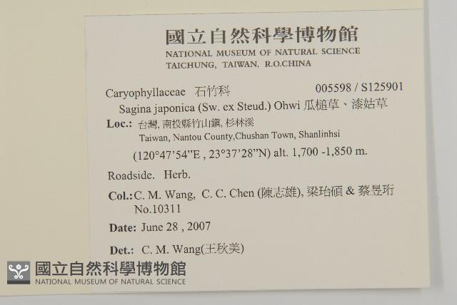 瓜槌草、漆姑草藏品圖，第2張