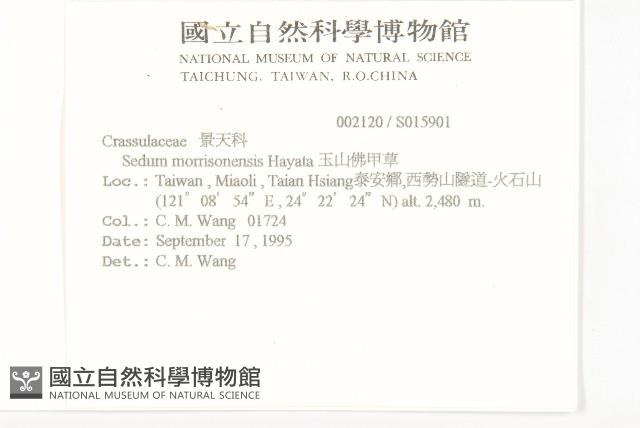 玉山佛甲草藏品圖，第2張