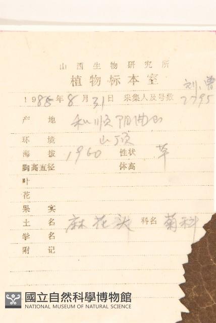 麻花頭藏品圖，第2張