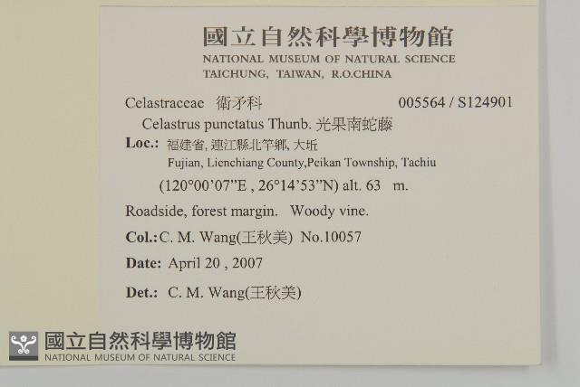 光果南蛇藤藏品圖，第2張