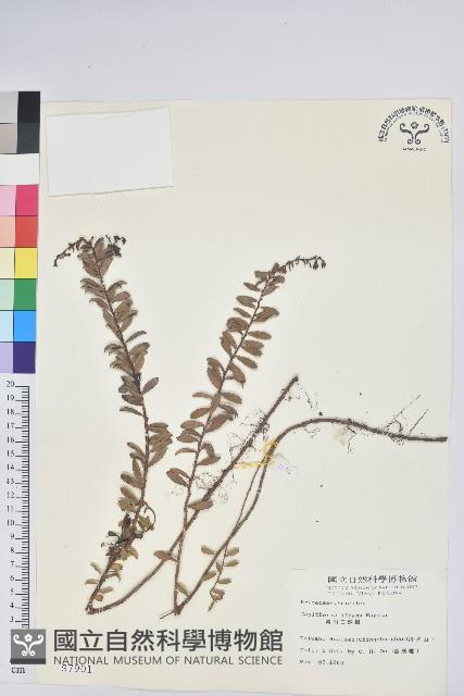 高山白珠樹藏品圖，第1張