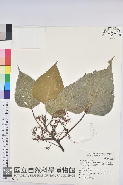 紅肉橙蘭、華血桐藏品圖，第1張