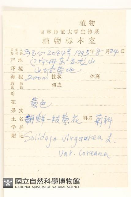 朝鮮一枝黃花藏品圖，第2張