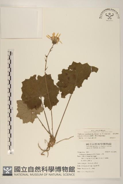 臺灣山菊藏品圖，第1張