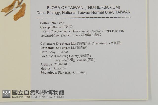 簇生卷耳藏品圖，第2張