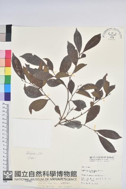 細葉饅頭果藏品圖，第1張