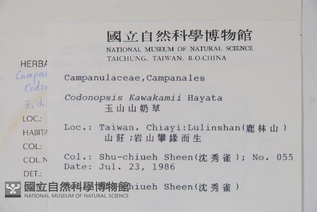 玉山山奶草藏品圖，第2張