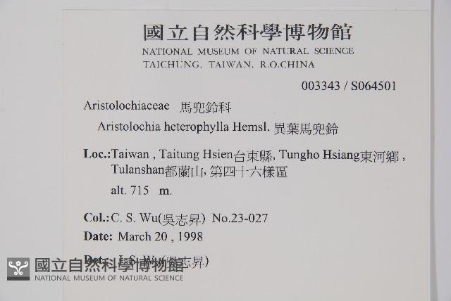 異葉馬兜鈴藏品圖，第2張