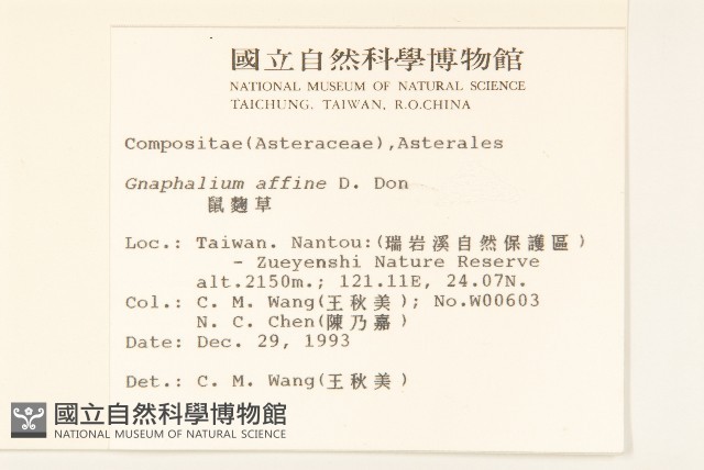 鼠麴草藏品圖，第2張